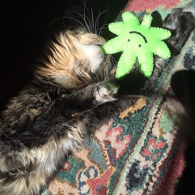 @ryancrazycatredner's cat Chesh loves it's new KUSHnip toy! Handmade by me and available in our shop️Link in bio!