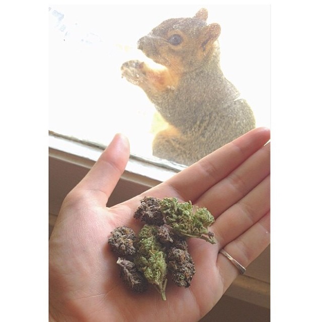 Little squirrelly scheming how to get some kush  @primadonnapothead