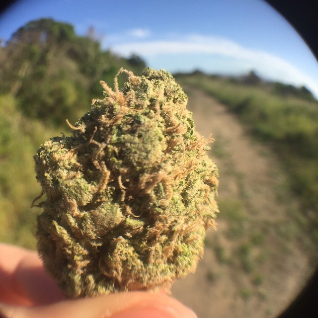 Adventures in the Bay with some tasty Golden Goat
️🌳