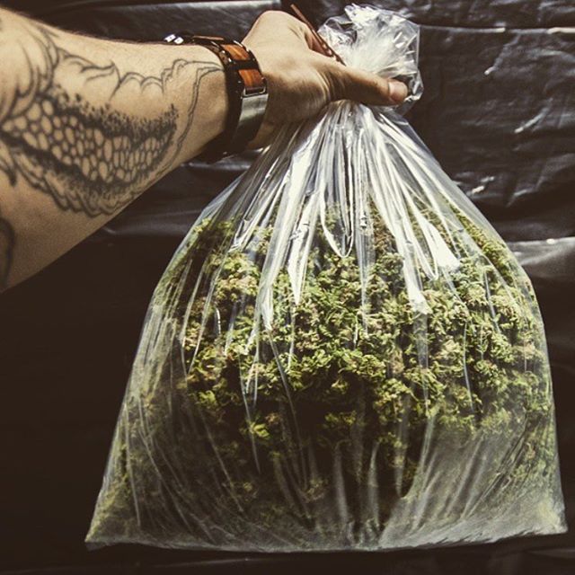 @forestrangermario 🌲️ Happiness in a bag