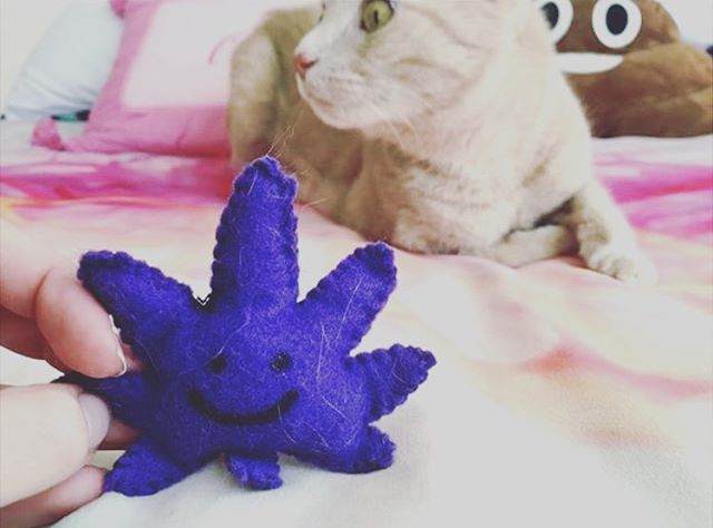 @miss___og kitty is nervous someone's comin for that KUSHnip!
📬 Available in our shop in a ton of different colors I hand sew each one and stuff em with organic catnip
www.shop.kushcommon.com